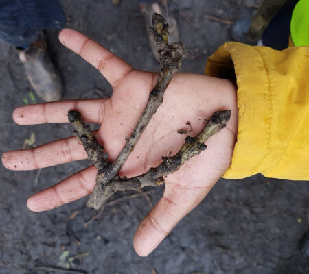 hand and twig